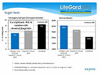 Sugar Beet - Cercospora Lead Spot