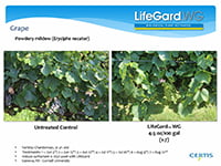 Grapes - Downy & Powdery Mildew