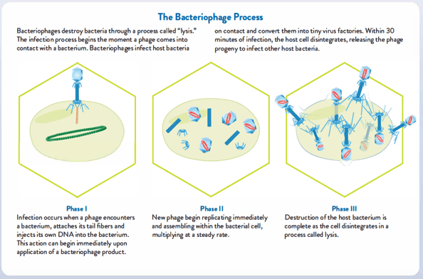 Phages