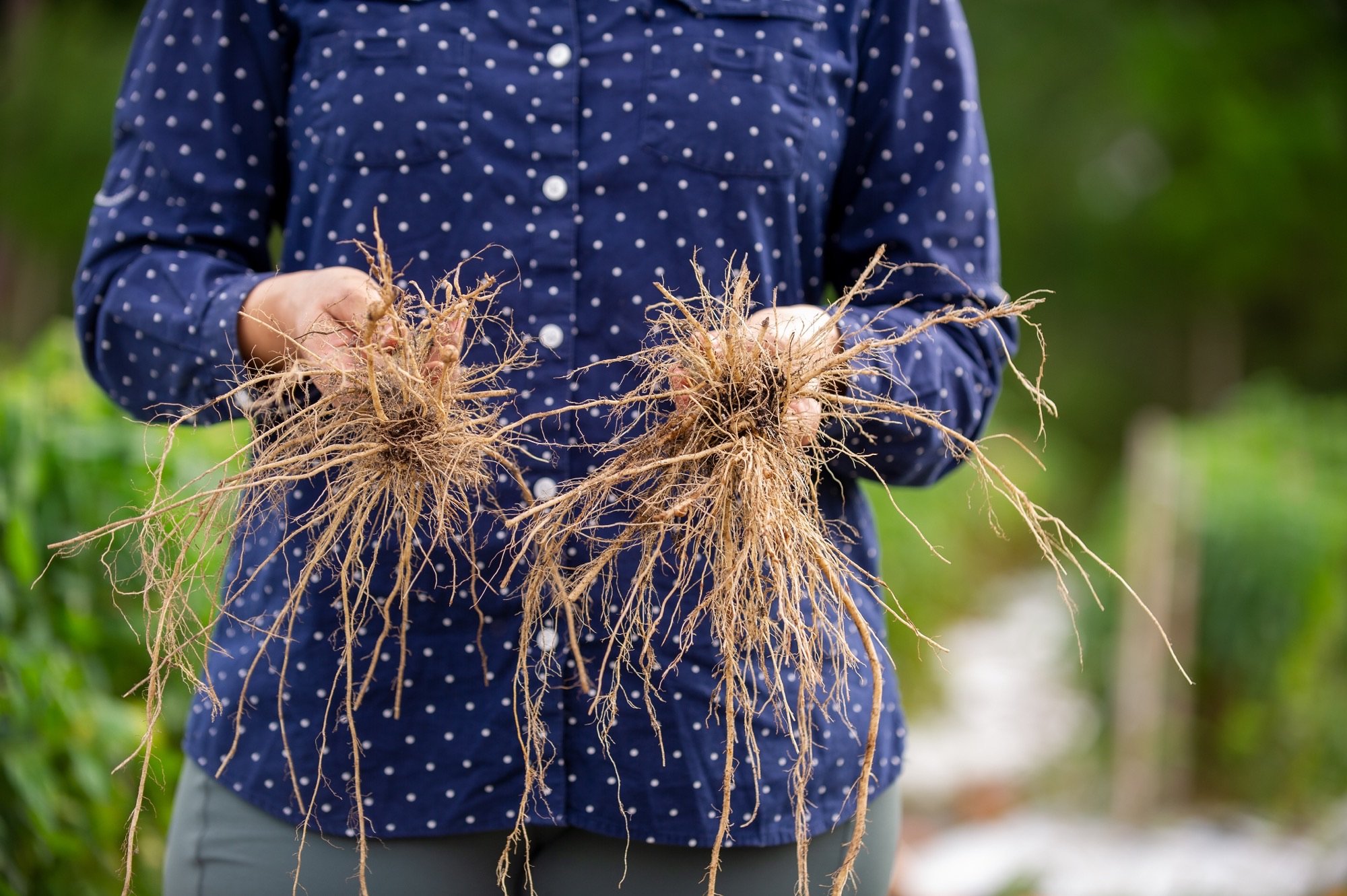 Roots and Nematodes