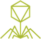 Bacteriophage
