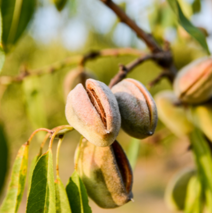 almonds-on-vine