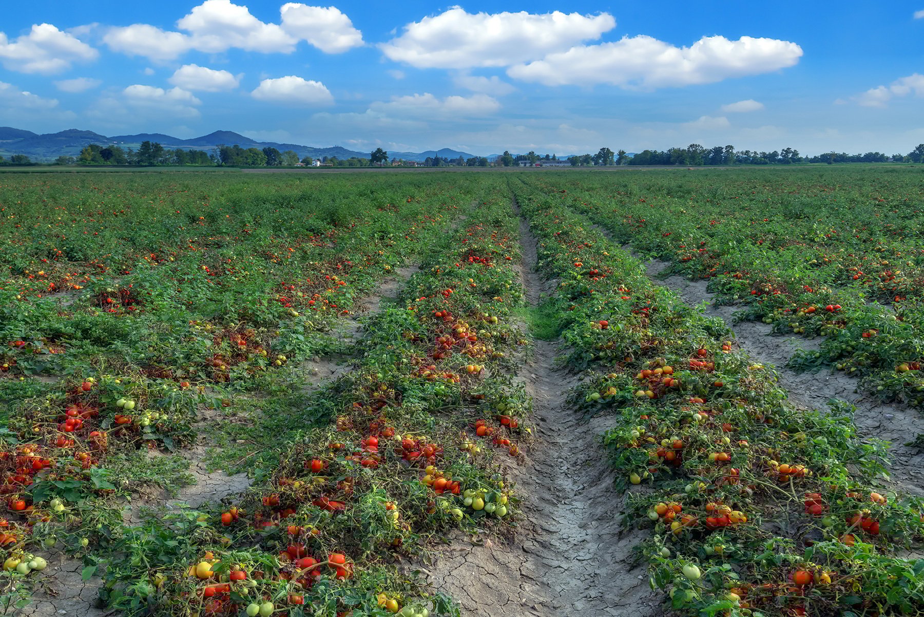 certis-LG-tomato-field