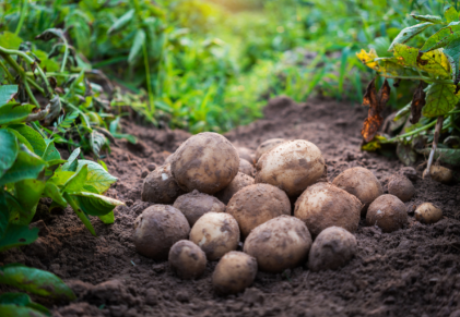 potatoes-being-harvested
