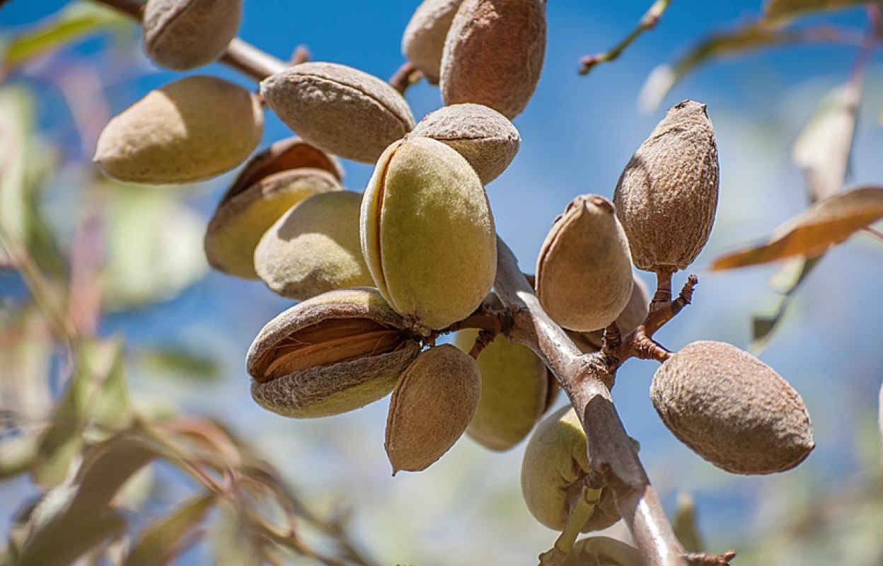 Almonds on Branch