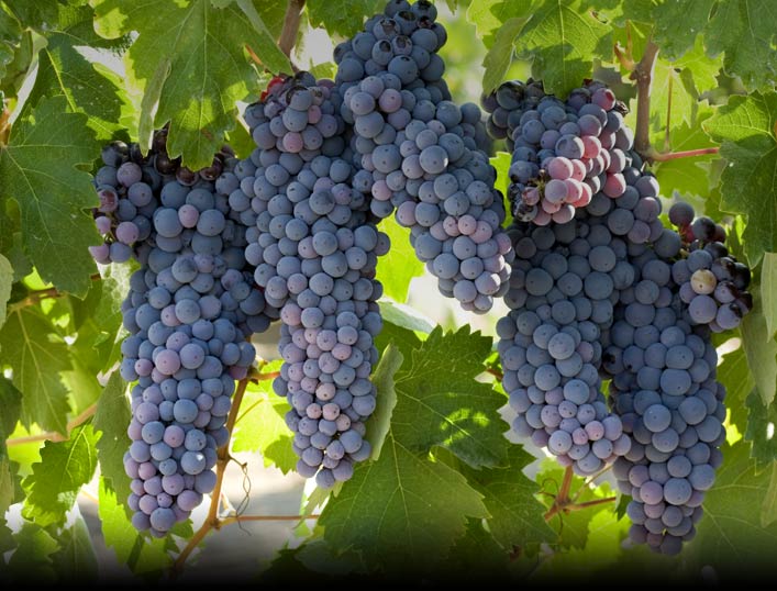 grapes_bg_4