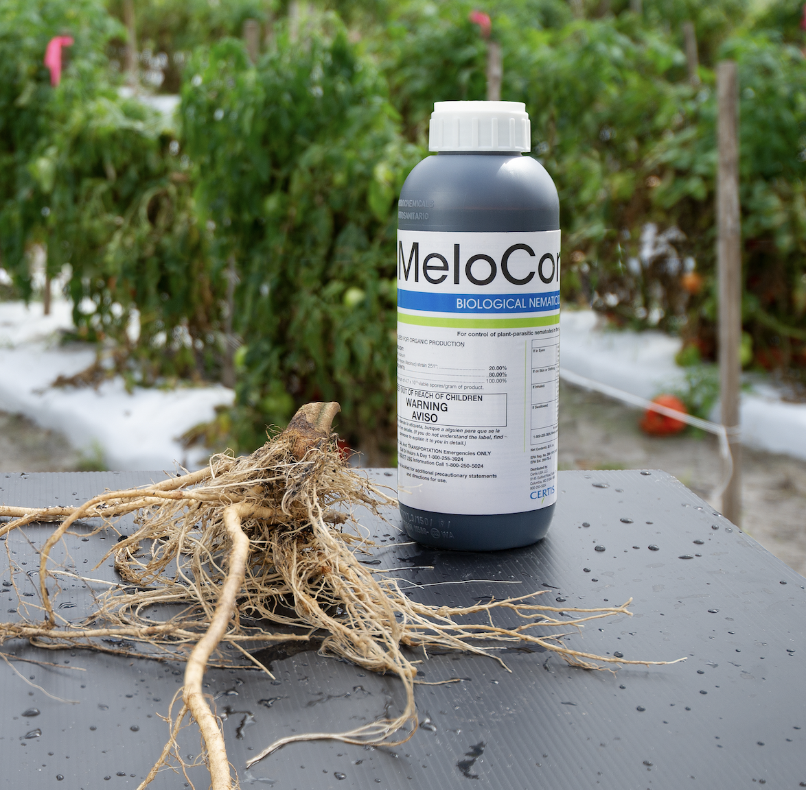 MeloCon_LC_bottle