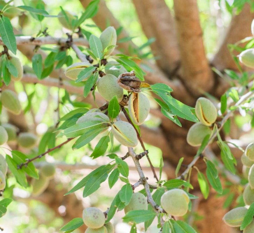 Tree Nuts