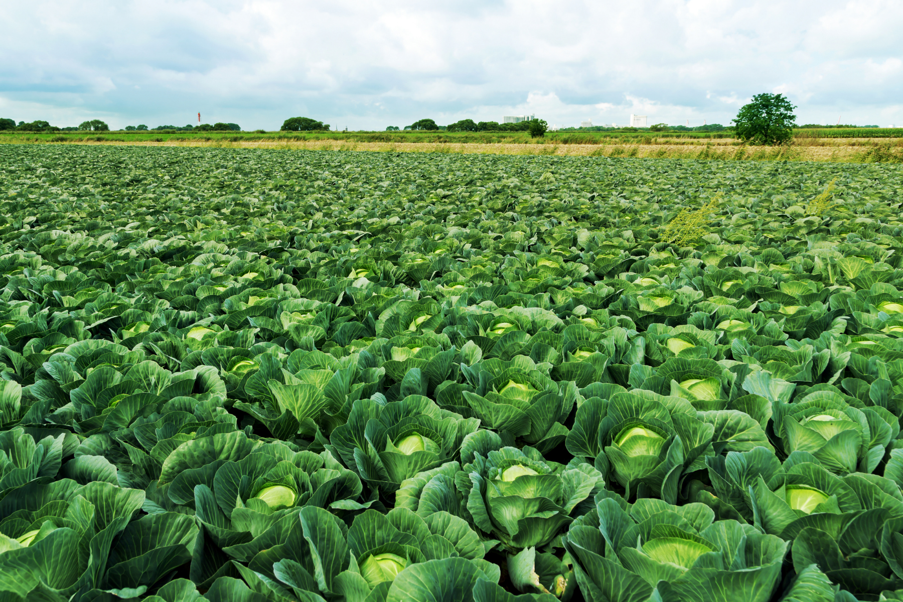 cabbage-field