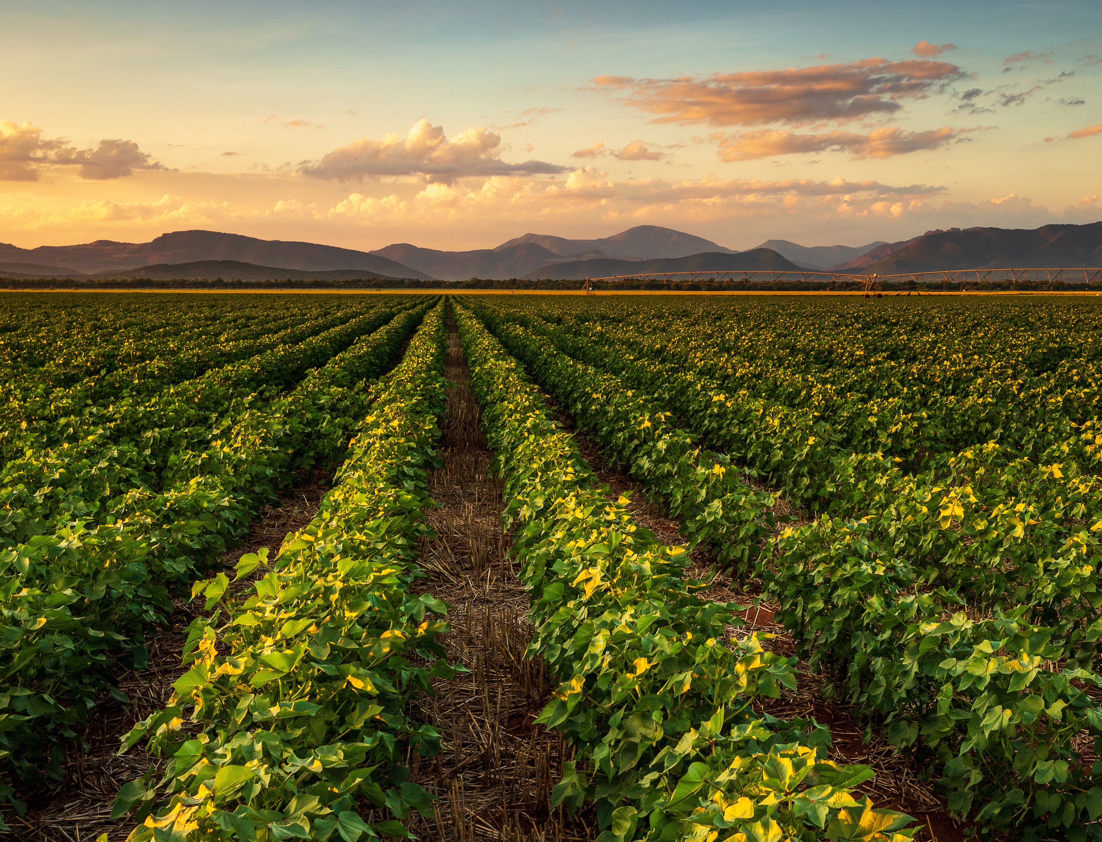 cotton field crop