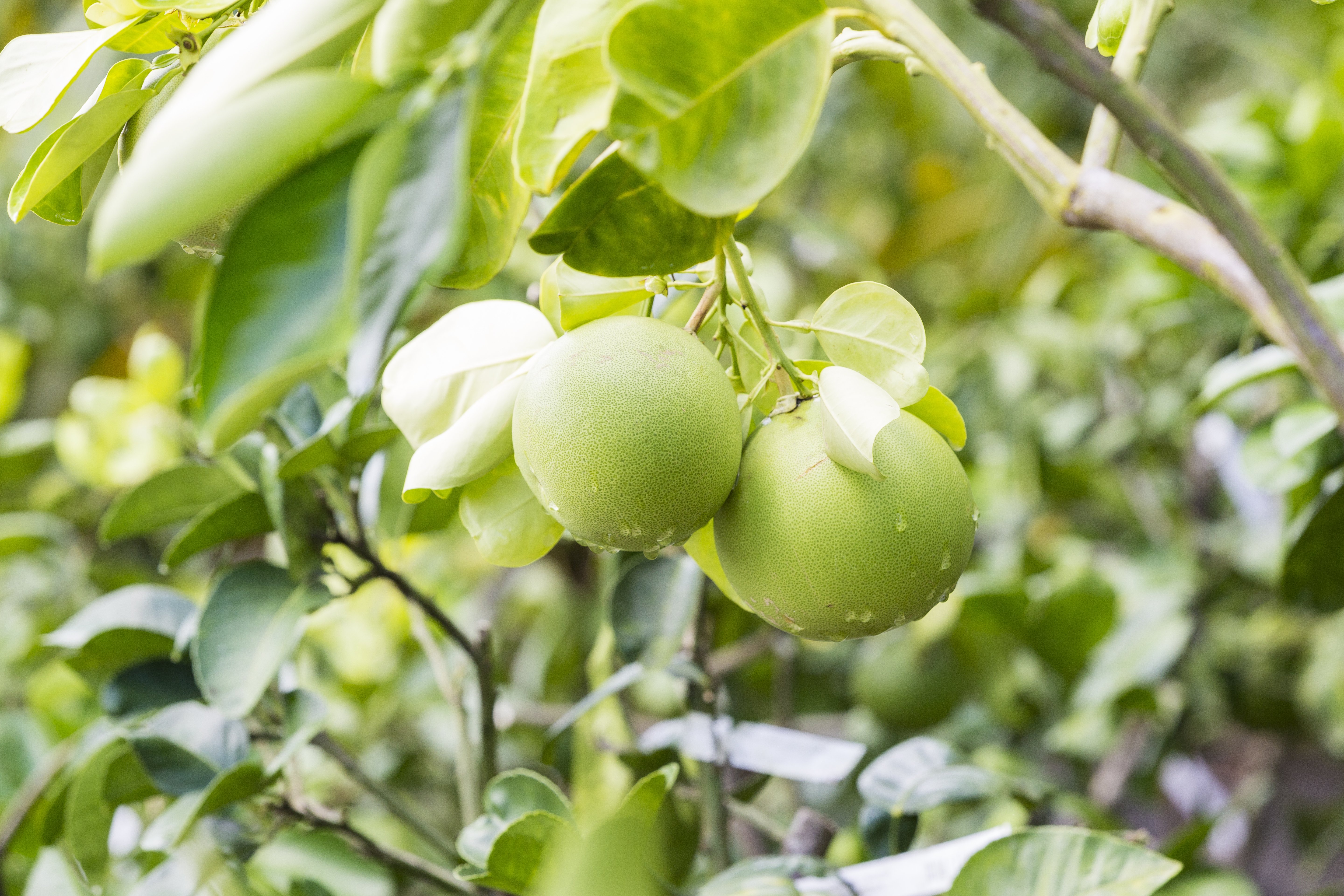 grapefruit_crop