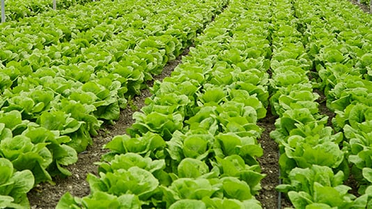 imageslider-lettuce-1