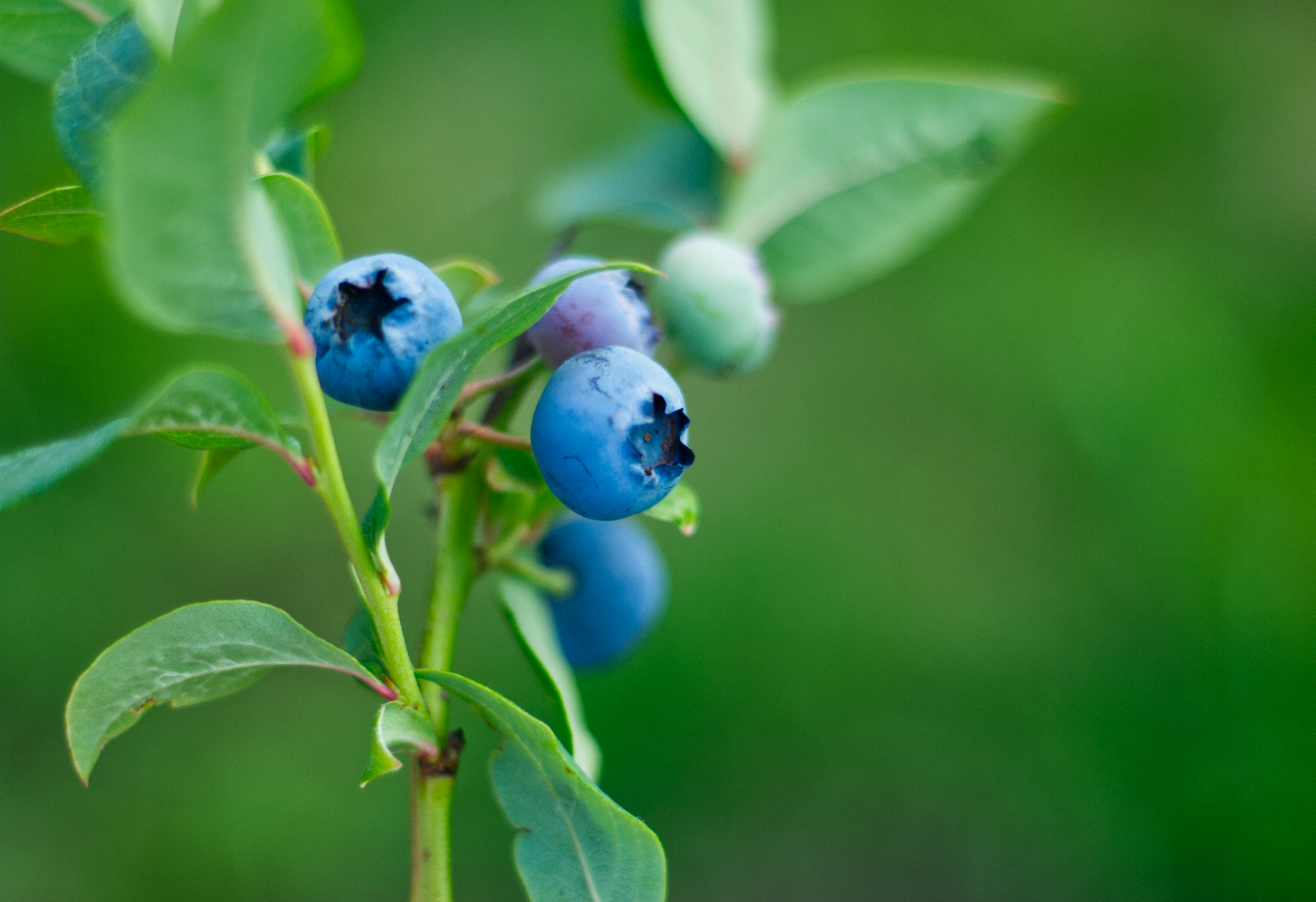 Blueberry Crop