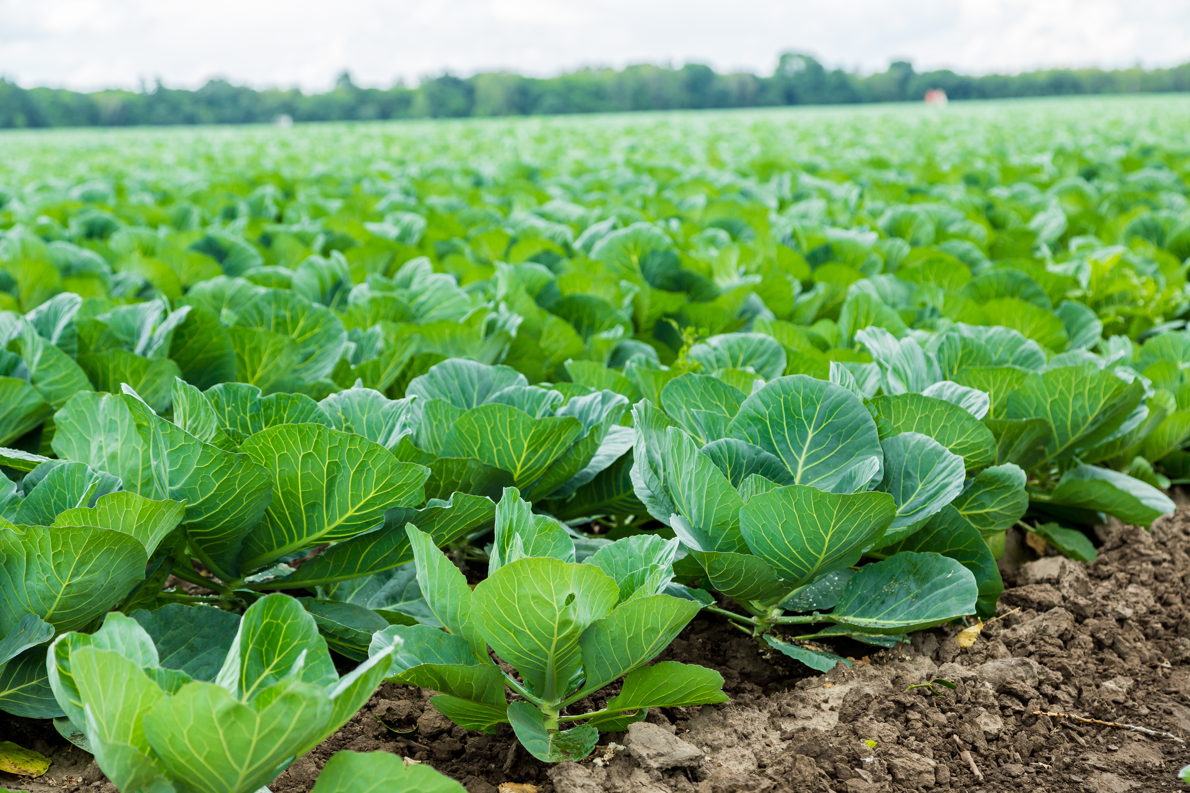 Cabbage Crop