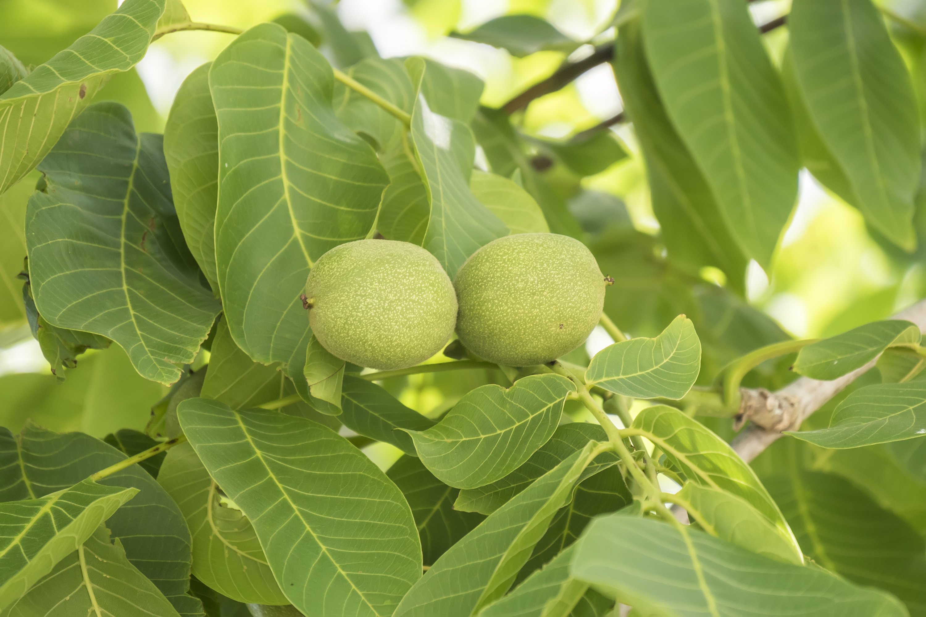 tree nut crop