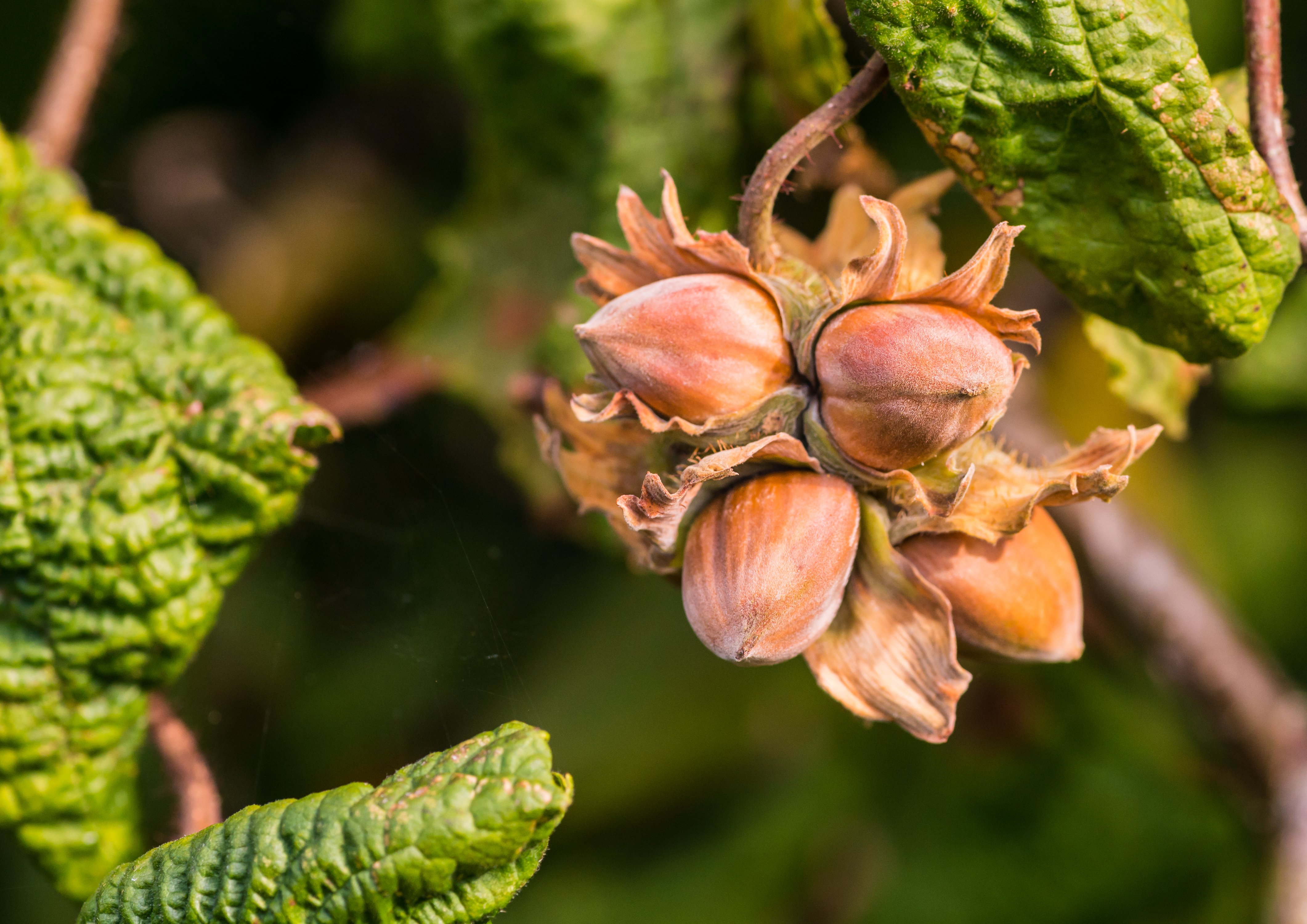 Hazelnut