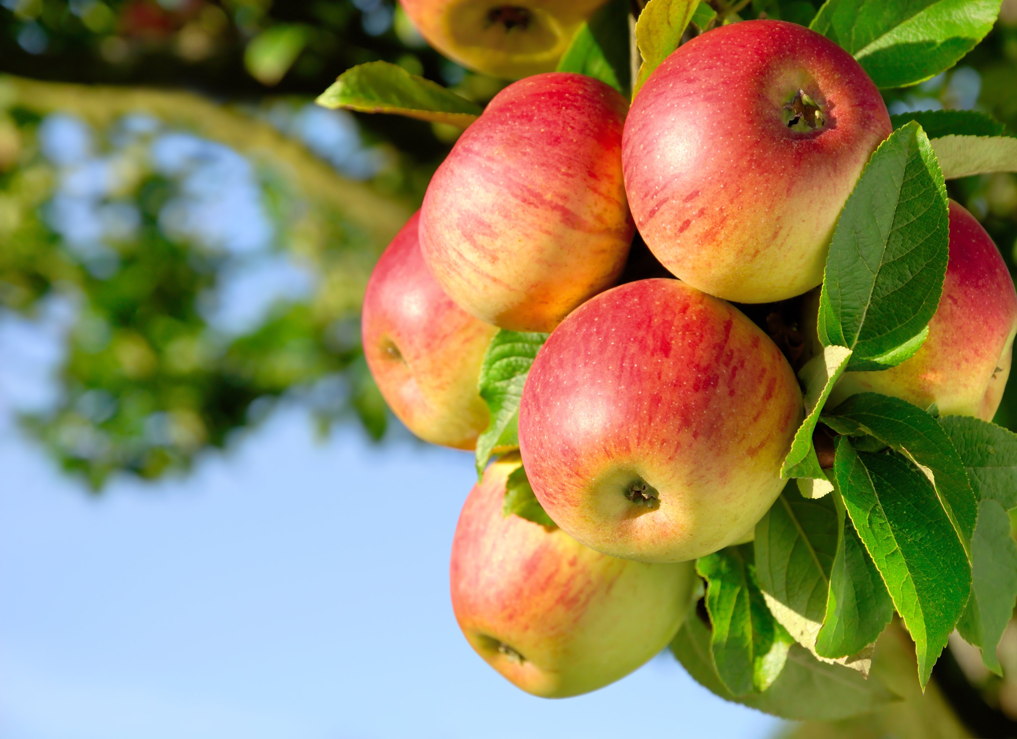 pome fruit crop
